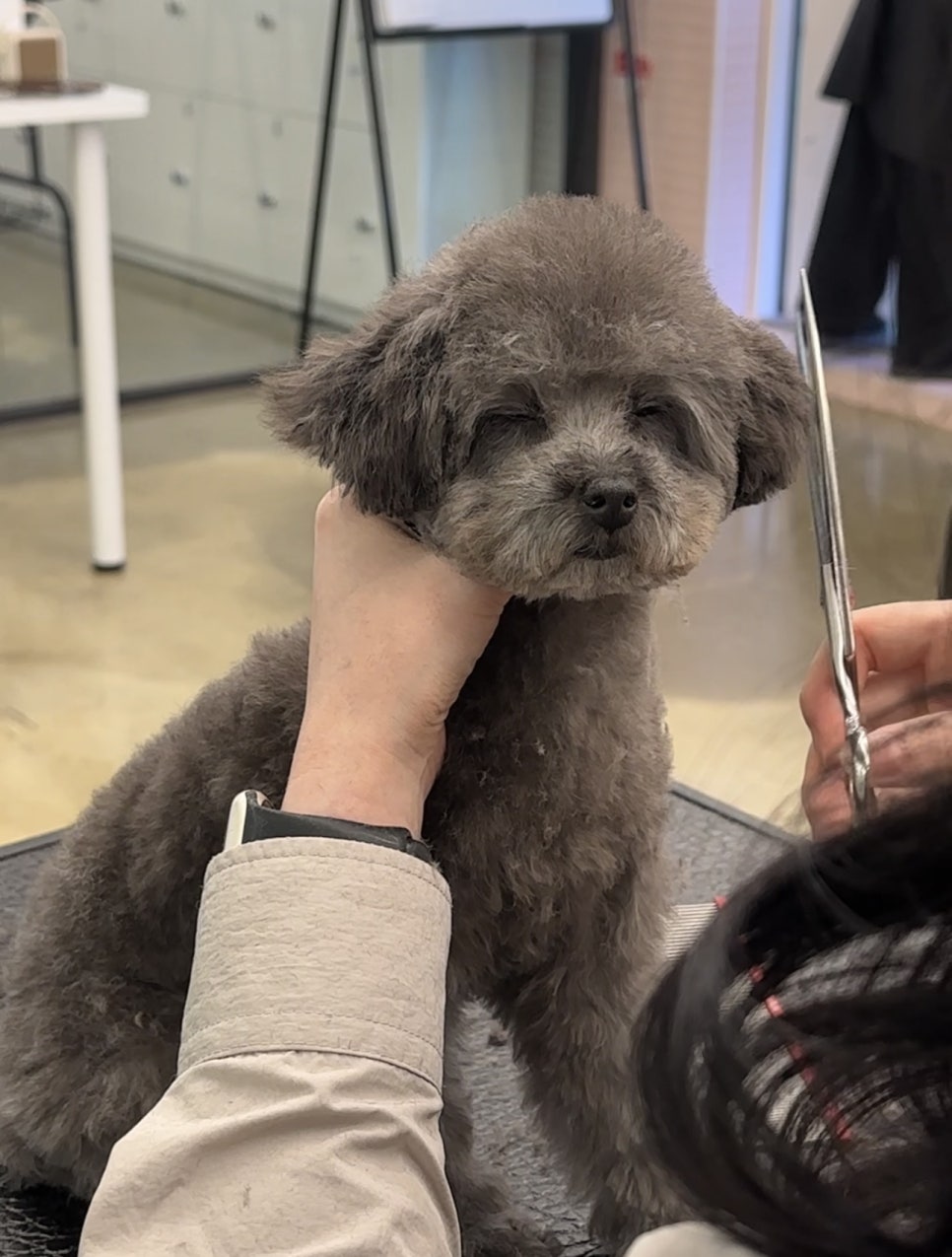 부평 강아지미용, 기술직 도전으로 주목받는 이유 — 사진 6