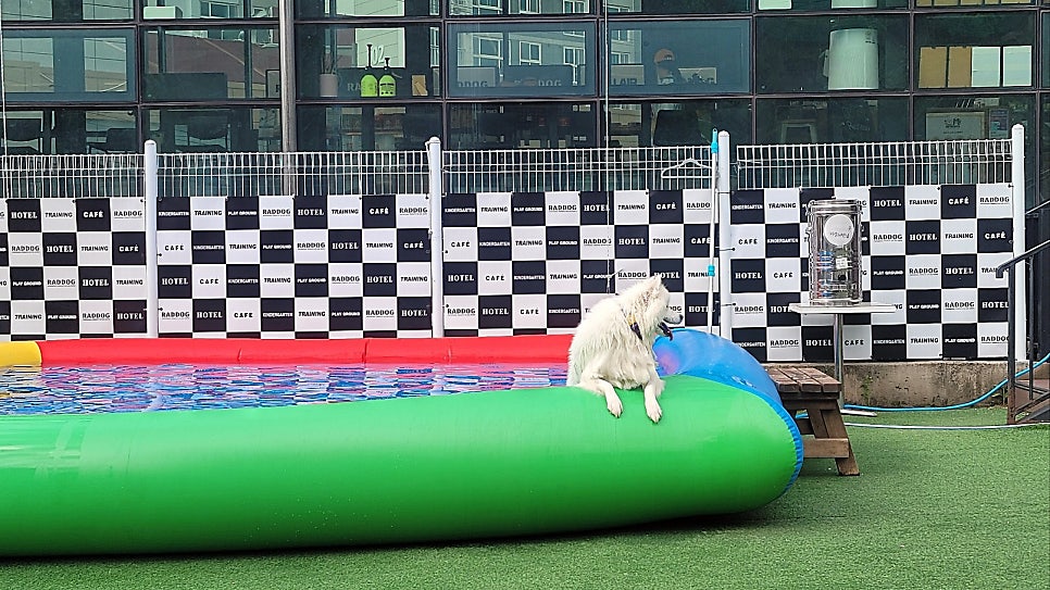 성남 애견카페 라드독, 탁 트인 운동장과 수영장 후기 — 사진 7