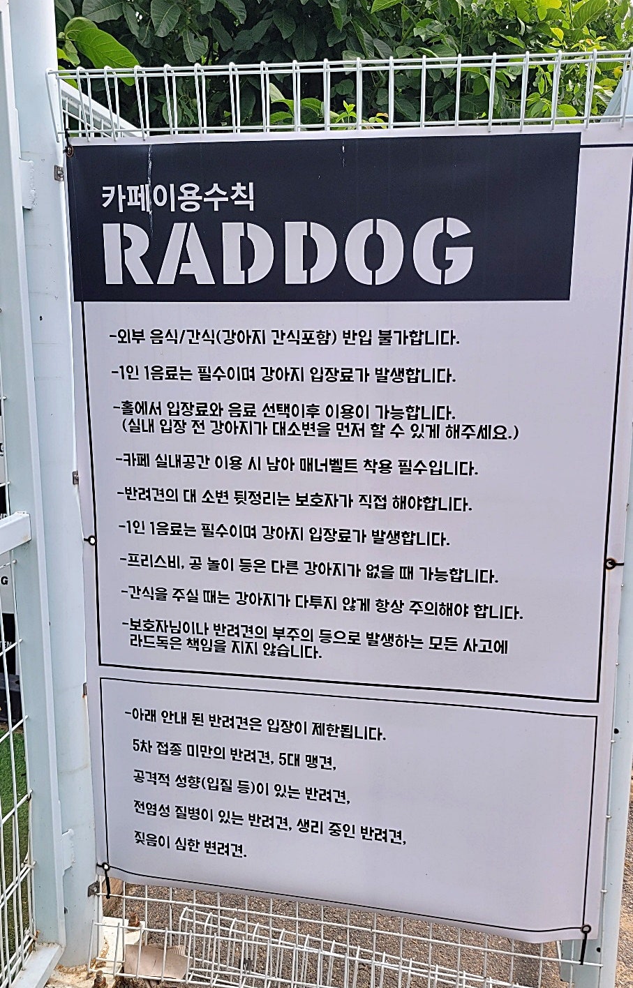 성남 애견카페 라드독, 탁 트인 운동장과 수영장 후기 — 사진 3