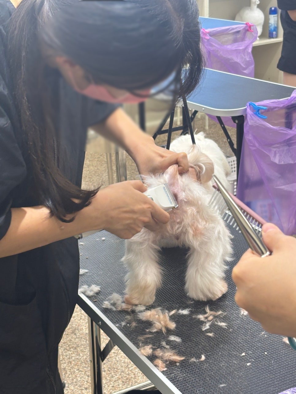 부천 강아지 미용 학원: 자격증부터 취업까지 완벽 준비 — 사진 4
