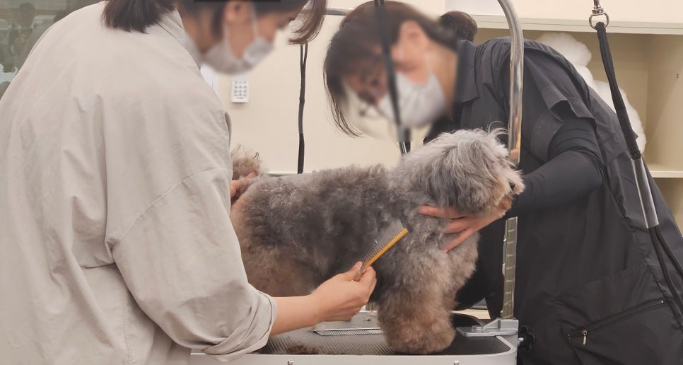 부천 강아지 미용 학원: 자격증부터 취업까지 완벽 준비 — 사진 3
