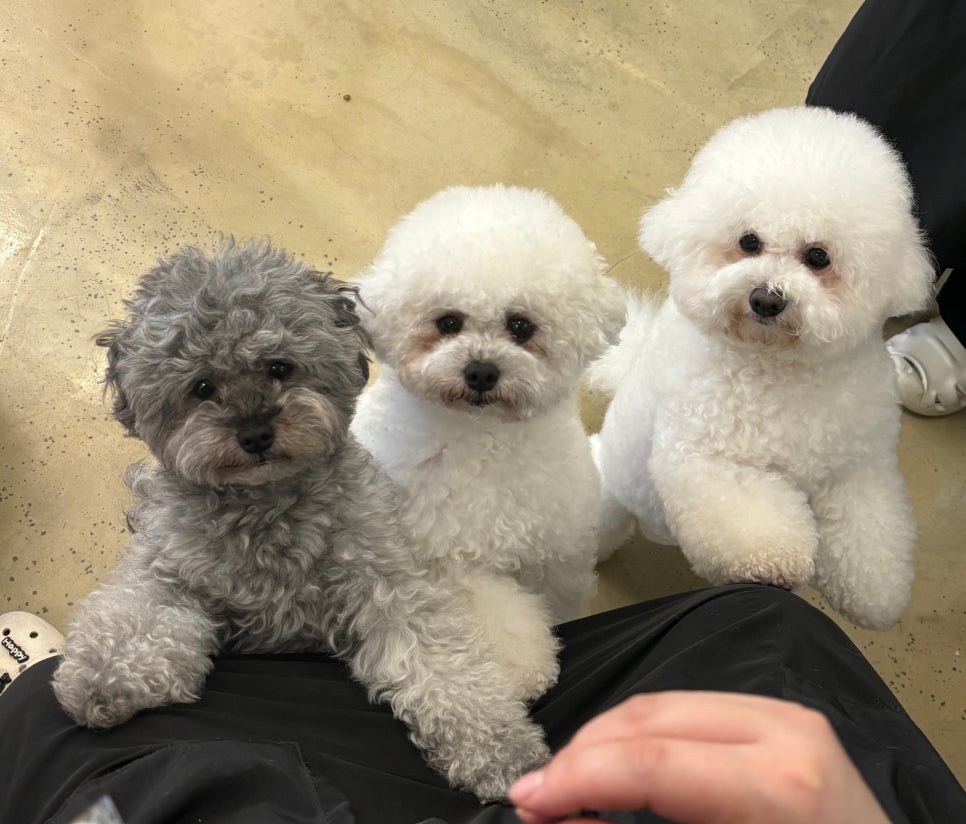부평 애견미용학원, 초보도 가능한 체계적 커리큘럼 — 사진 9