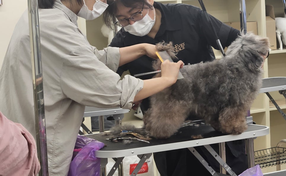 부천 강아지 미용 학원: 자격증부터 취업까지 완벽 준비 — 사진 5