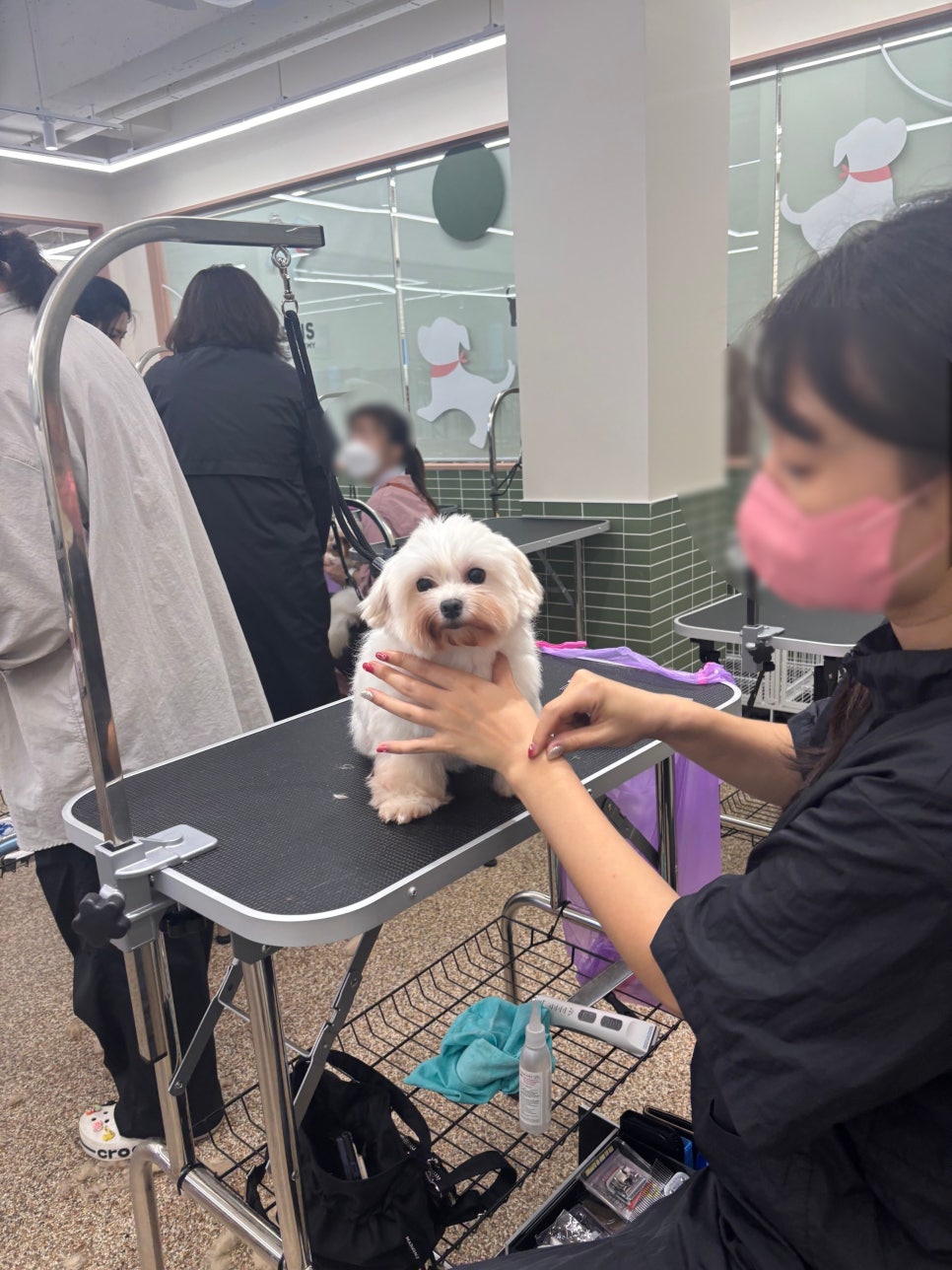 부천 강아지 미용 학원: 자격증부터 취업까지 완벽 준비 — 사진 10