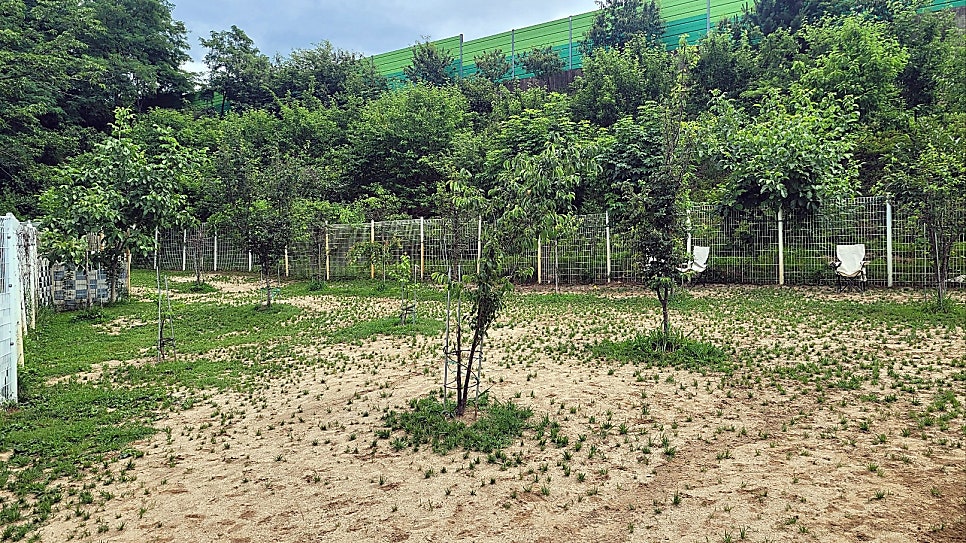 성남 애견카페 라드독, 탁 트인 운동장과 수영장 후기 — 사진 5