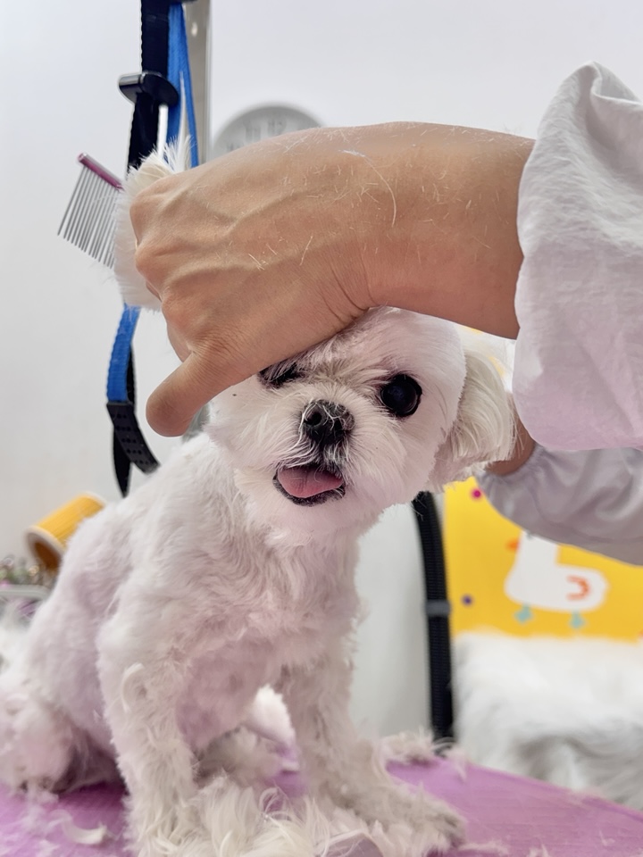 부천 말티즈 곰돌이컷 미용 비용 및 후기 — 사진 3