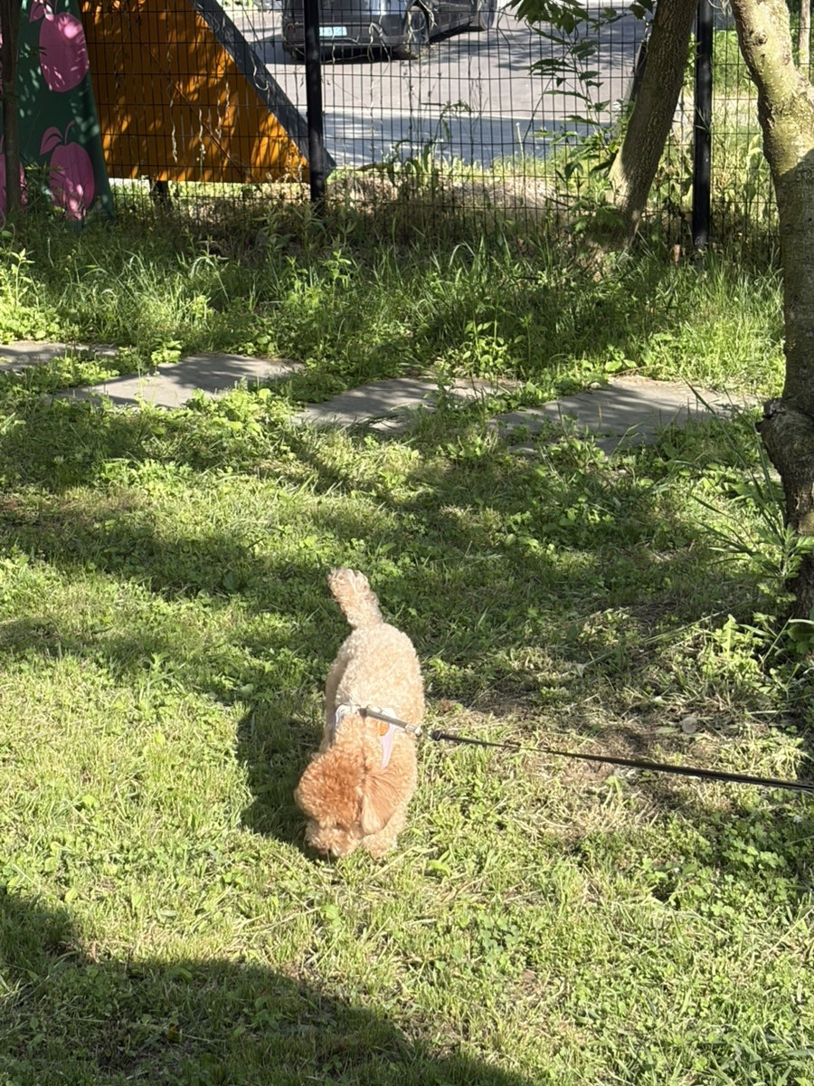 고양 애견동반 카페 옐로우마운틴, 잔디에서 강아지와 힐링 — 사진 2