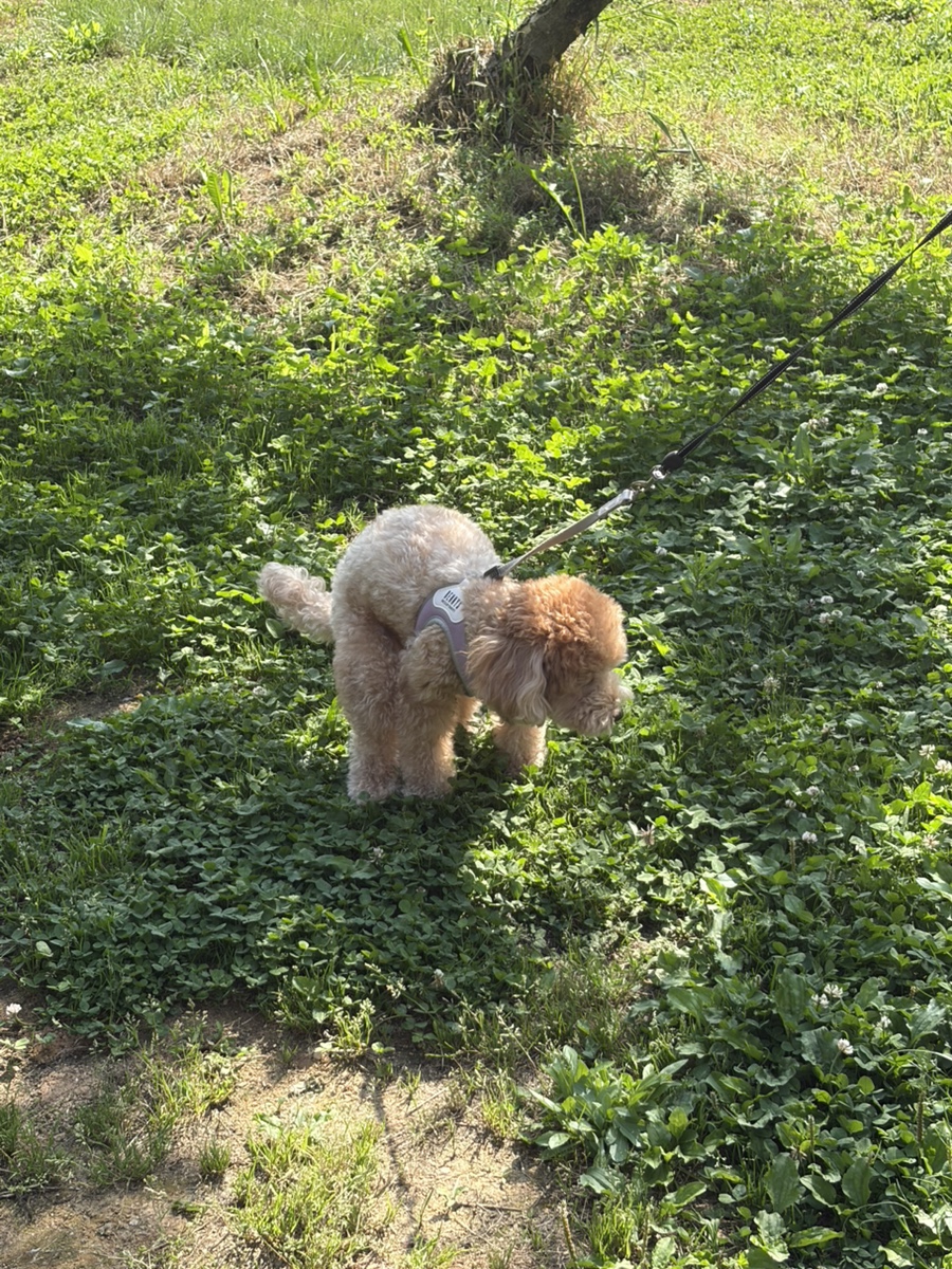 고양 애견동반 카페 옐로우마운틴, 잔디에서 강아지와 힐링 — 사진 3