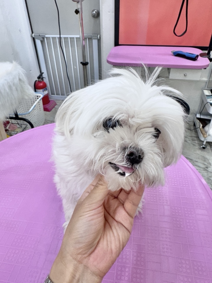 부천 말티즈 곰돌이컷 미용 비용 및 후기 — 사진 2