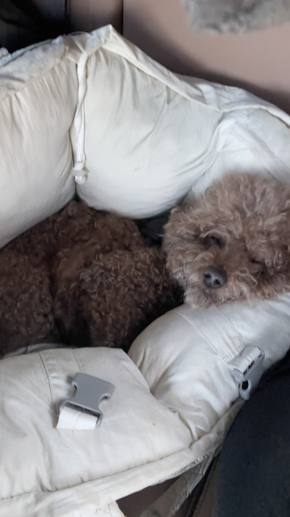 백살구 퍼피어게인 노견 영양제 후기