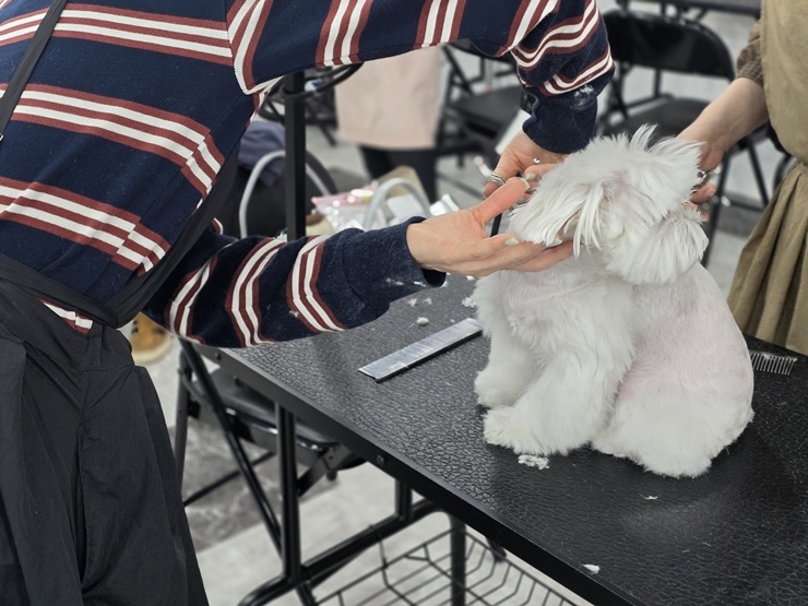 서초애견미용학원, 대학생 취업 위한 실무 교육 과정 — 사진 7