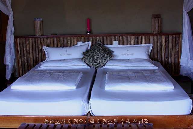 수원 놀러오개 애견유치원, 우리 강아지 사회성 키우기 — 사진 5