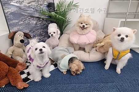 수원 마이하우스퍼피 애견호텔: 안전한 돌봄과 사회성 프로그램 — 사진 3