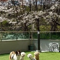 헬로우버디 수원광교점 애견유치원 비용 및 프로그램 — 사진 2