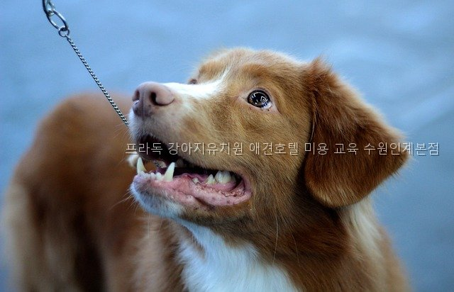 수원 프라독 강아지유치원: 미용·호텔·교육 비용과 선택 기준 — 사진 5