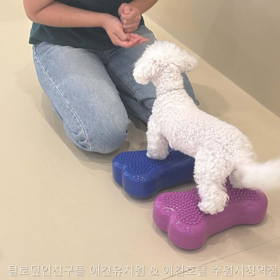 수원 애견유치원 털로덮인친구들, 안전한 놀이와 훈련 — 사진 5