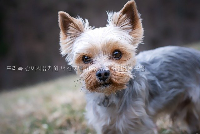 수원 프라독 강아지유치원: 미용·호텔·교육 비용과 선택 기준 — 사진 2