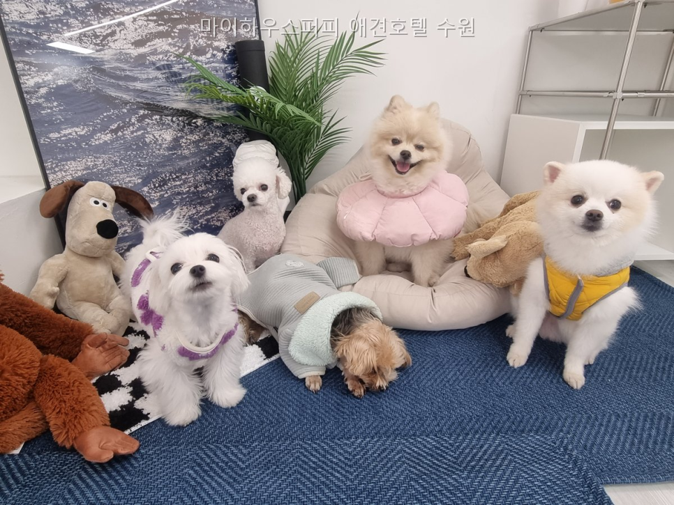 수원 마이하우스퍼피 애견호텔: 안전한 돌봄과 사회성 프로그램 — 사진 2