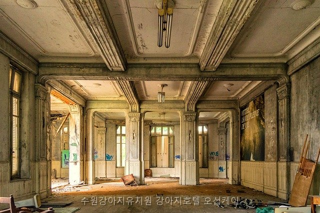 수원 강아지 유치원·호텔 오십케이, 비용·프로그램 완벽 분석 — 사진 3