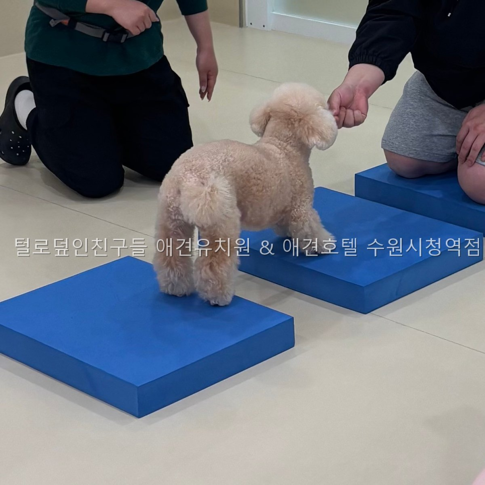 수원 애견유치원 털로덮인친구들, 안전한 놀이와 훈련 — 사진 4