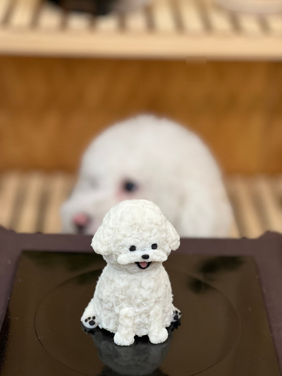 부평 강아지 간식·케이크·선물 만들기 클래스 후기 — 사진 7