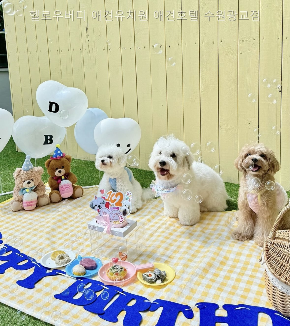 헬로우버디 수원광교점 애견유치원 비용 및 프로그램 — 사진 5