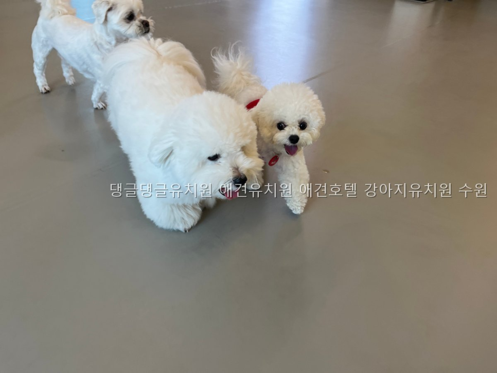 댕글댕글유치원: 수원 최대 규모 애견호텔·유치원 — 사진 3
