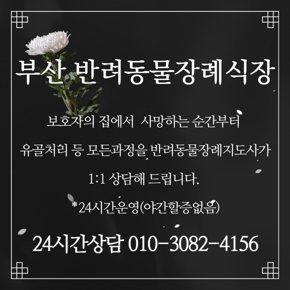 부산 강아지 장례식장 비교: 대형견 가능한 곳 비용 안내 — 사진 13