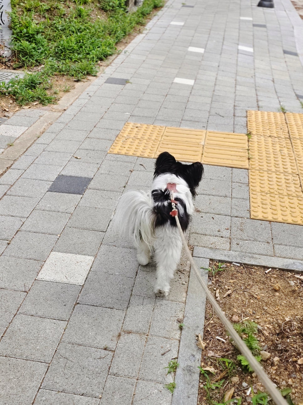 유니노스 H형 하네스 세트, 강아지 산책 필수템 후기 — 사진 4
