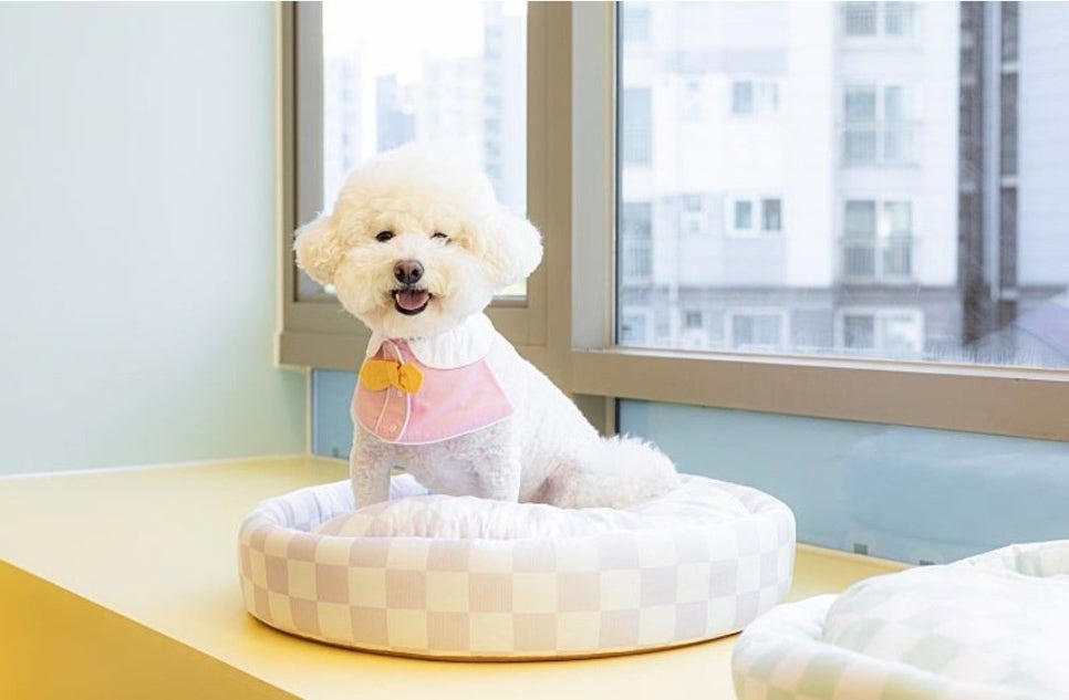 안양 애견유치원 선택 가이드: 첫 등원 전 필수 체크리스트 — 사진 10