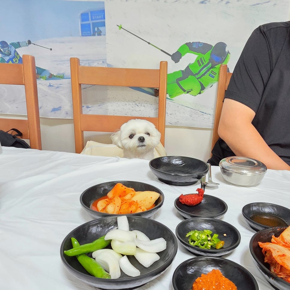 평창 애견동반 갈비탕 맛집, 새벽 대관령 본점 후기 — 사진 16