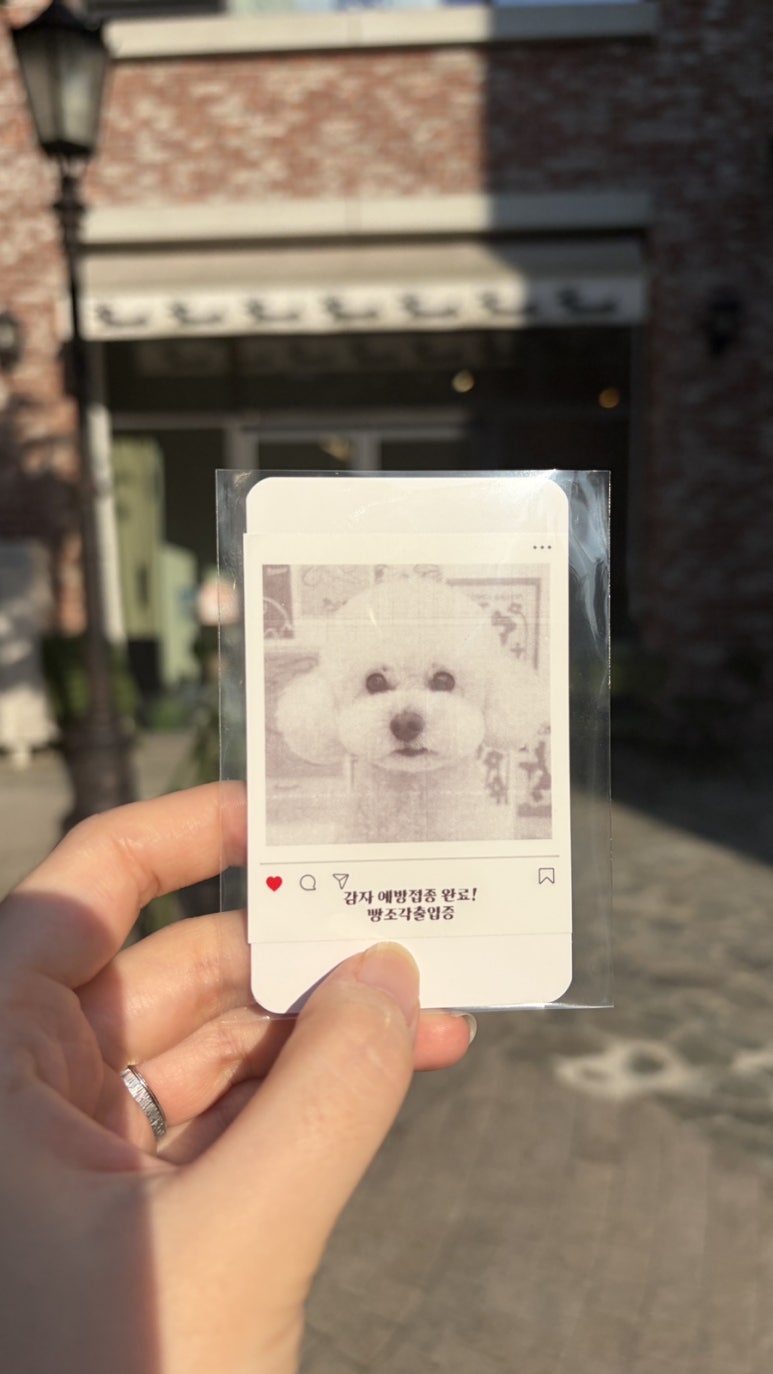 강아지 송도 애견동반 카페 빵조각, 특별한 촬영카드로 추억 만들기