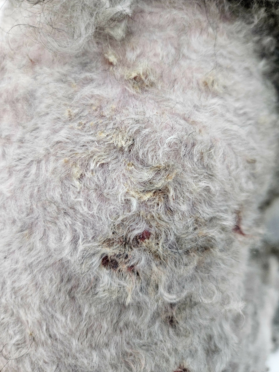 푸들 3mm 미용, 문제성 피부 케어로 편안함 되찾기