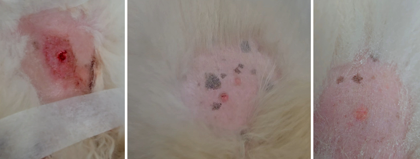 강아지 피부종괴 제거 및 치과 치료 비용과 회복 과정 — 사진 6