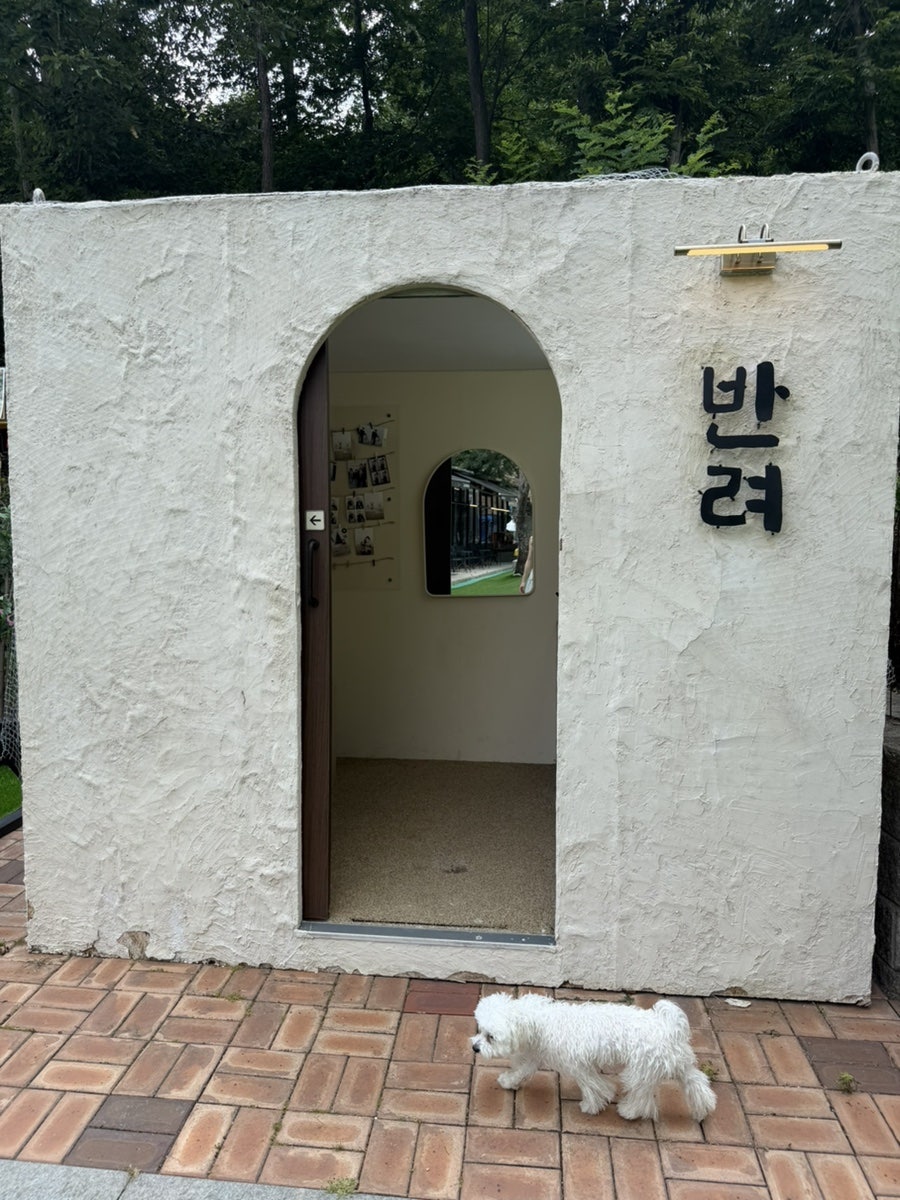 용인 컨츄리독 애견카페 수영장, 강아지 운동장 비용 — 사진 14