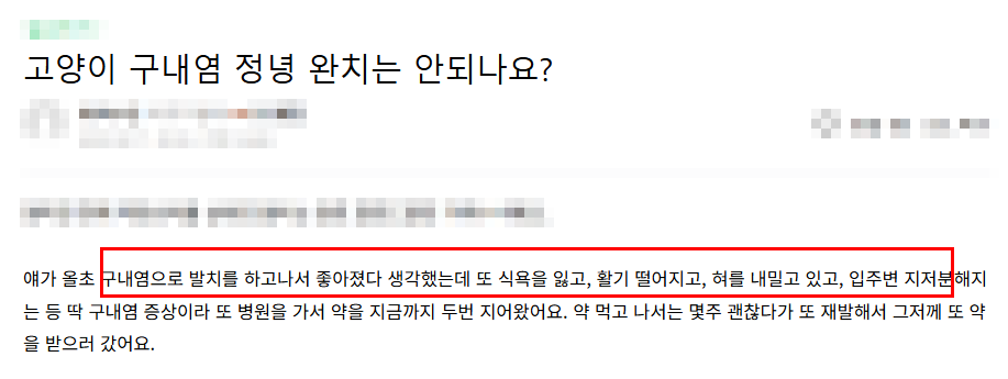 용인 고양이 구내염 전발치, 5살 페르시안 회복 후기 — 사진 4