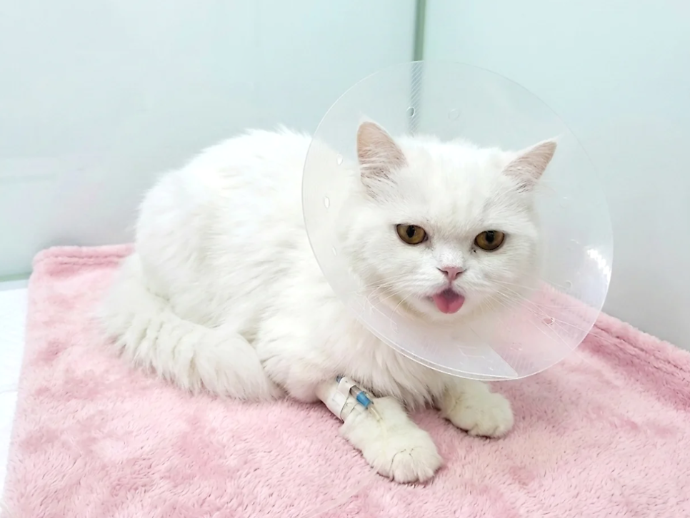 용인 고양이 구내염 전발치, 5살 페르시안 회복 후기 — 사진 6