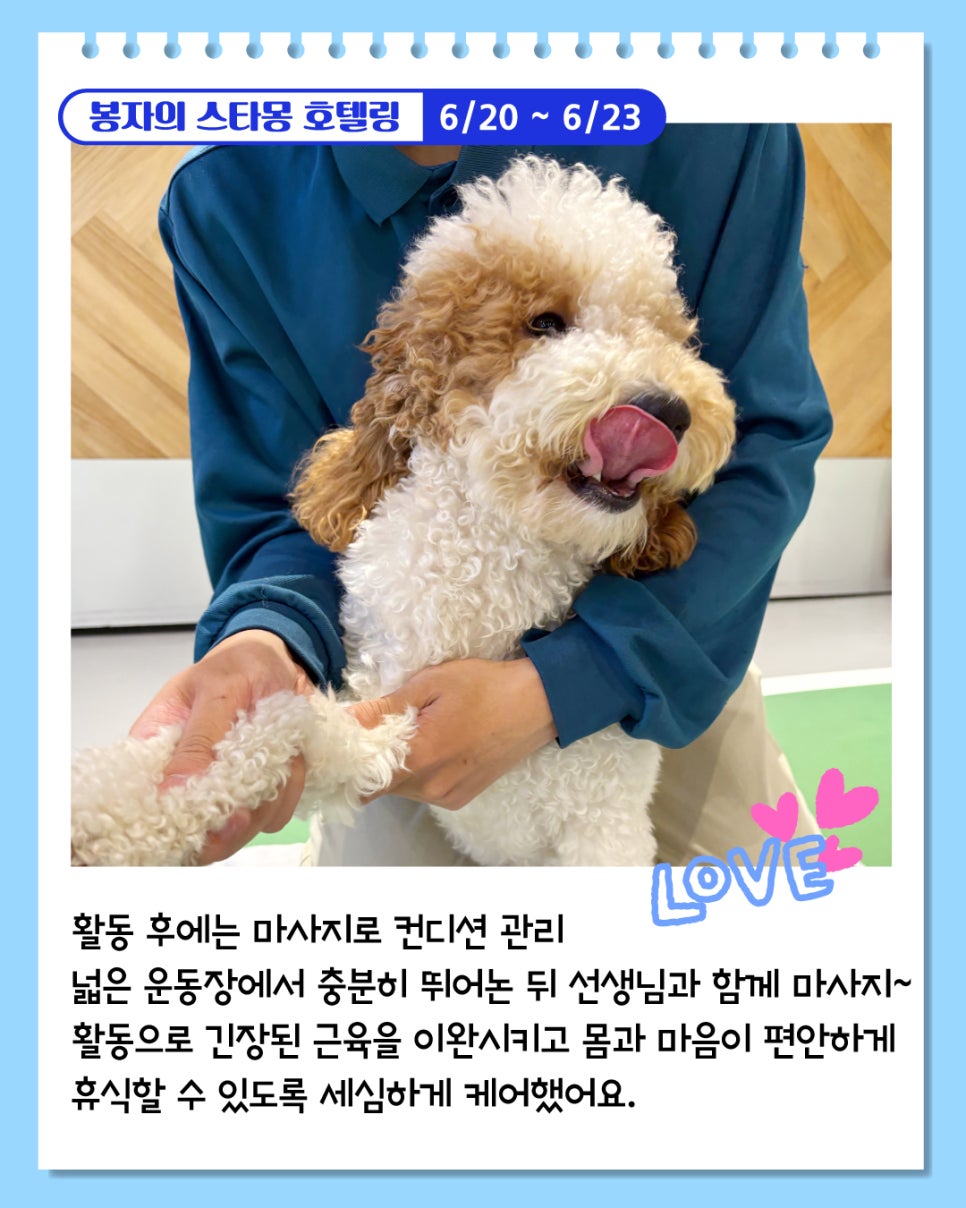 서울 애견호텔 추천: 봉자 3박 4일 스타몽 호텔 후기 — 사진 6