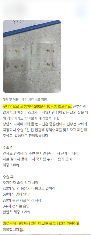 용인 고양이 구내염 전발치, 5살 페르시안 회복 후기 — 사진 16