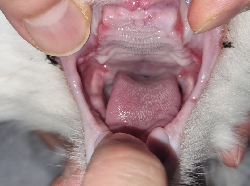 용인 고양이 구내염 전발치, 5살 페르시안 회복 후기 — 사진 15