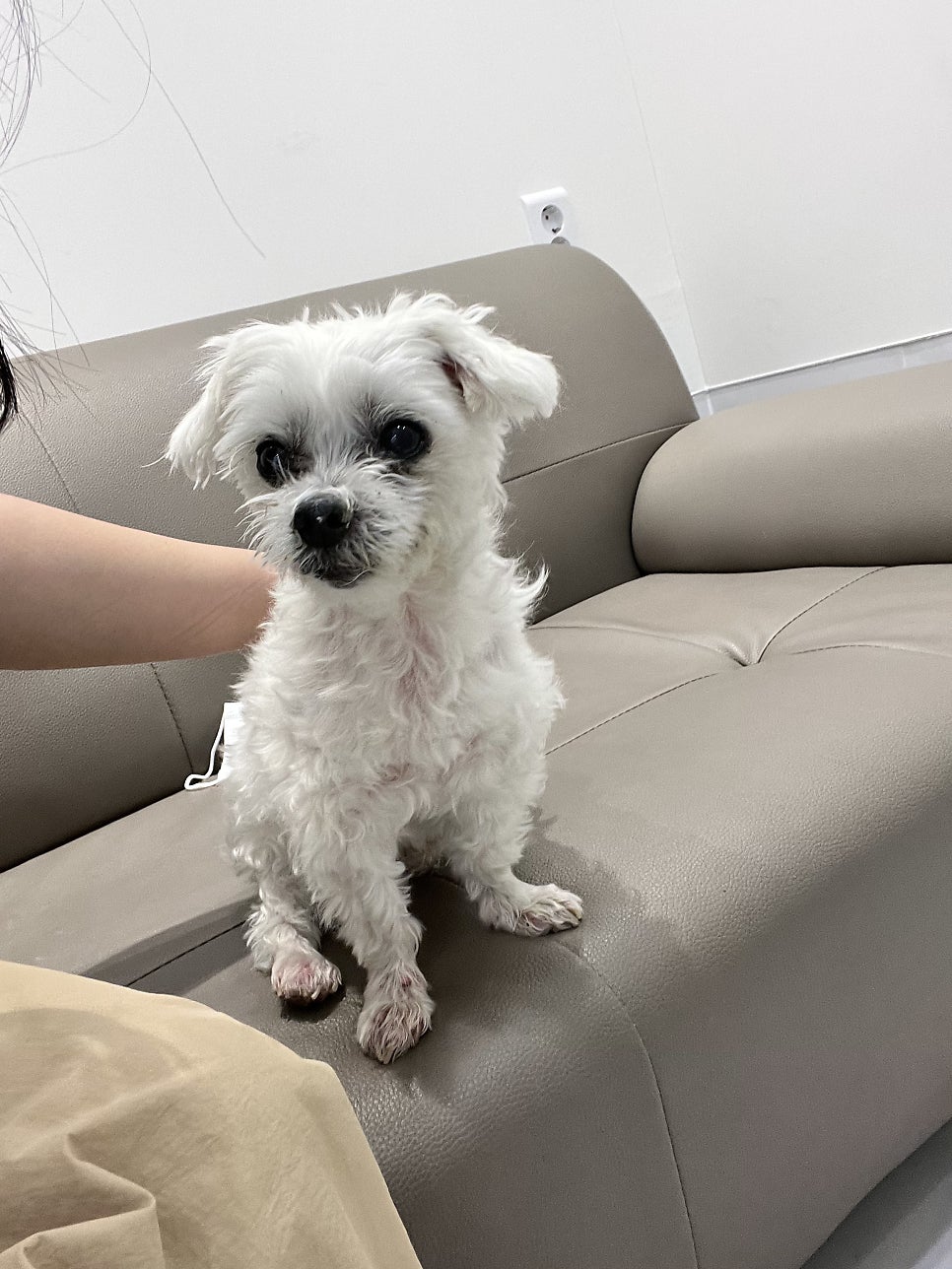강아지 약 먹이기, 까까만주 까까로로 고민 해결 후기 — 사진 20