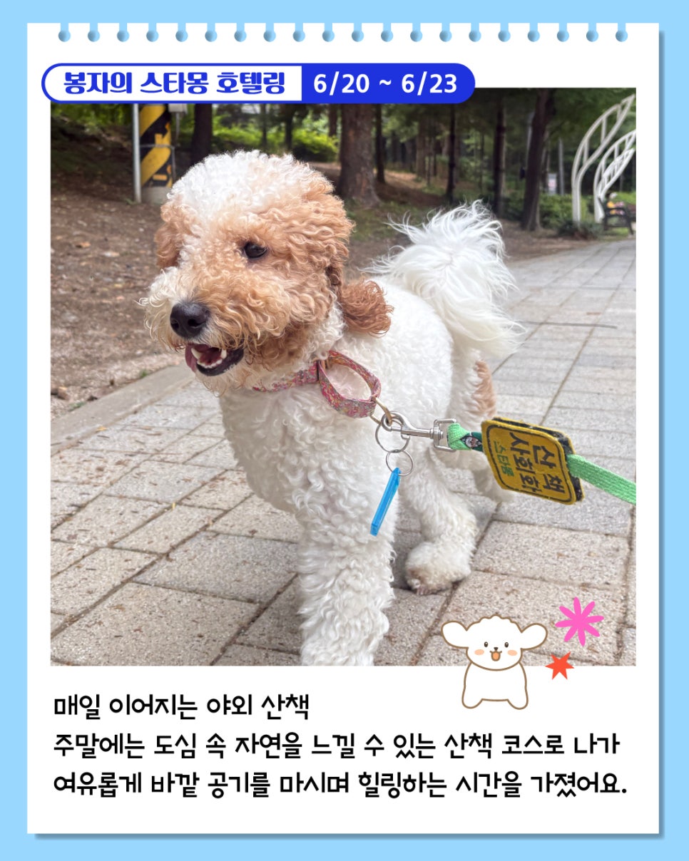 서울 애견호텔 추천: 봉자 3박 4일 스타몽 호텔 후기 — 사진 4