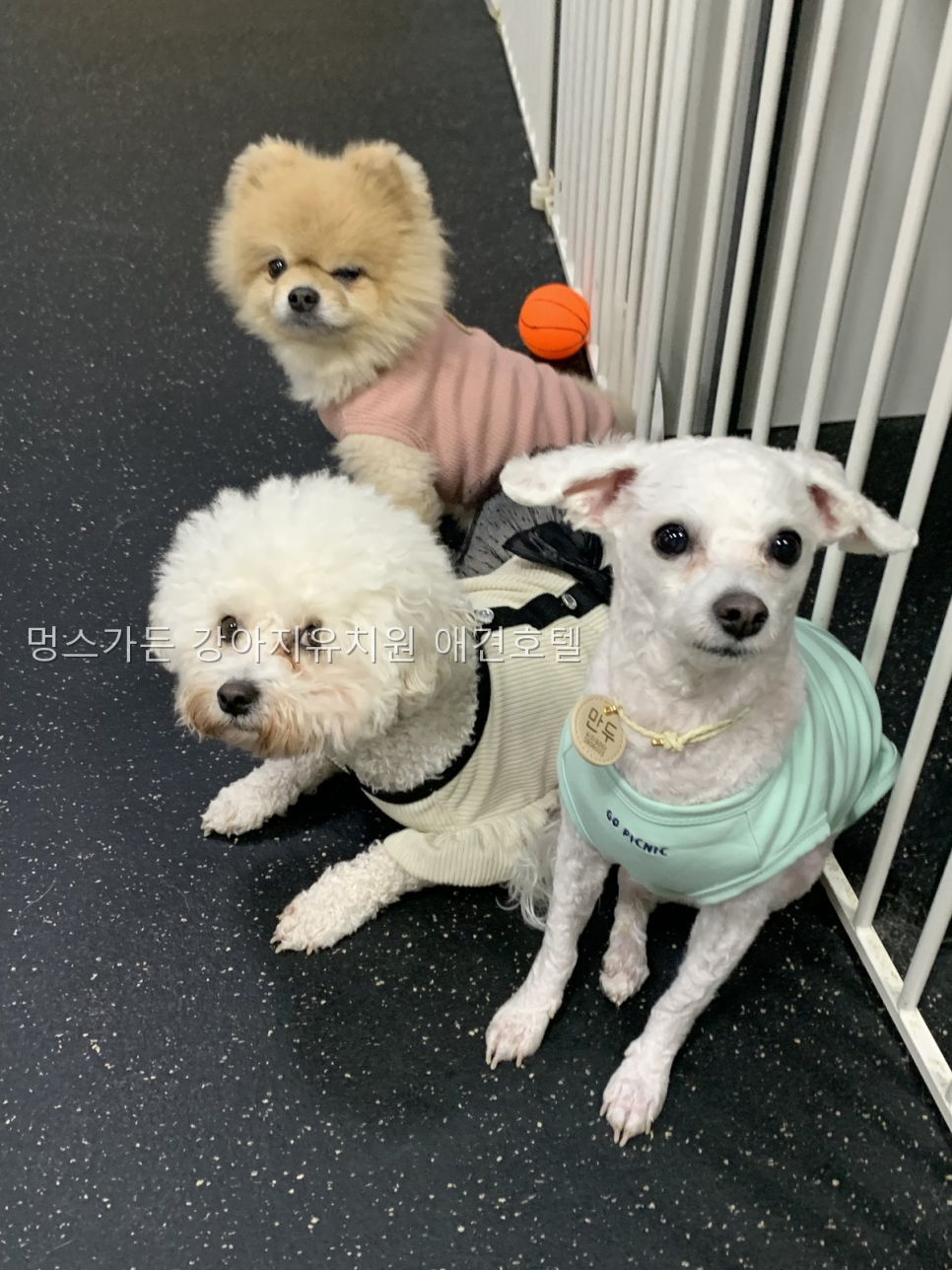 성남 멍스가든 강아지유치원·호텔, 장기 맡길 때 핵심 조건 — 사진 5