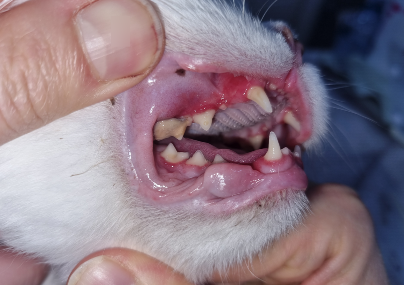 용인 고양이 구내염 전발치, 5살 페르시안 회복 후기 — 사진 8