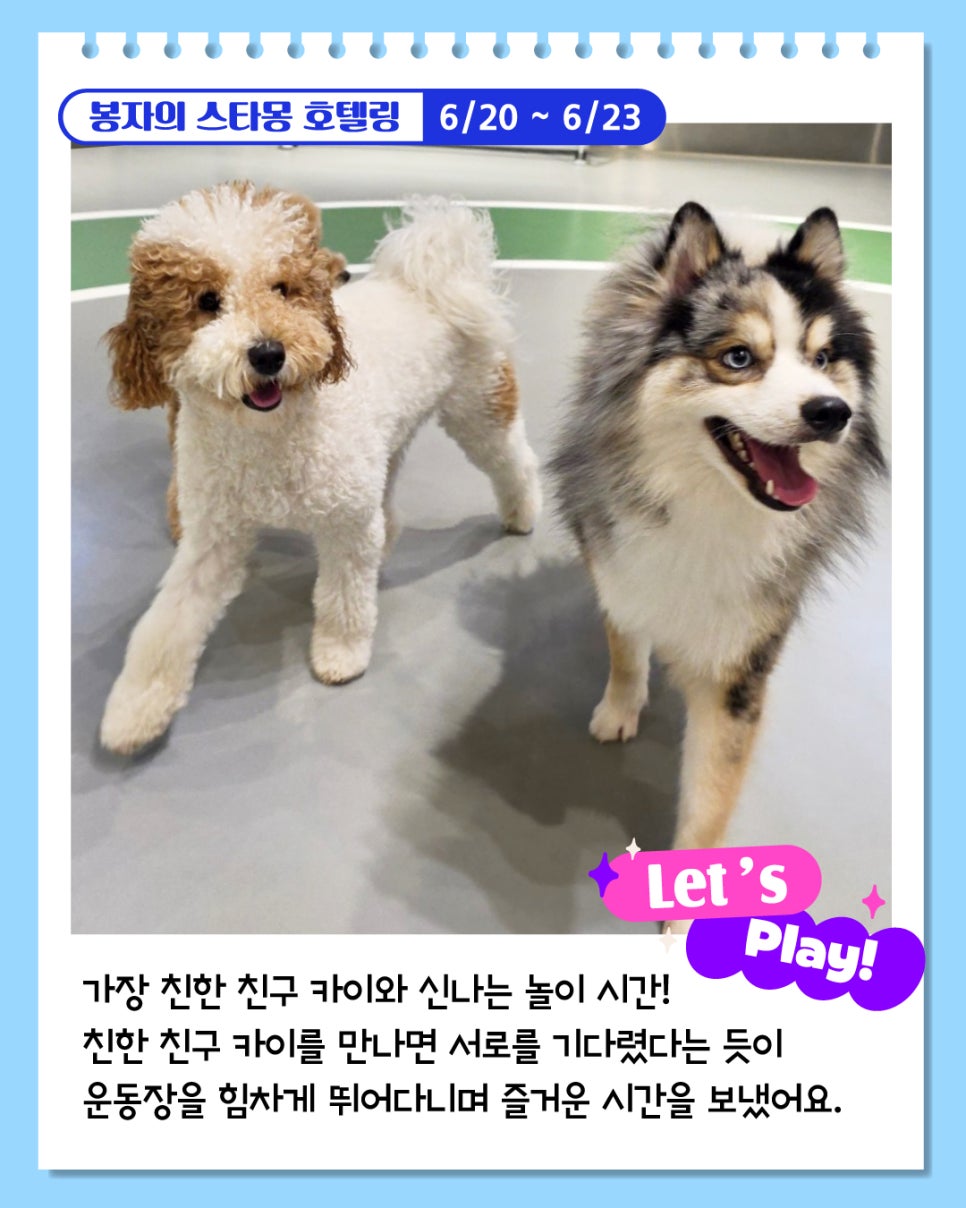 서울 애견호텔 추천: 봉자 3박 4일 스타몽 호텔 후기 — 사진 3