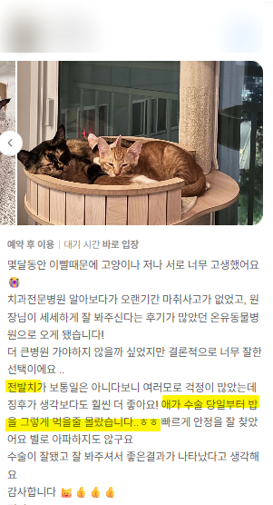 용인 고양이 구내염 전발치, 5살 페르시안 회복 후기 — 사진 17