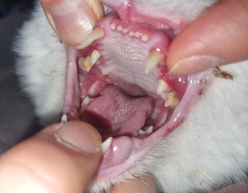 용인 고양이 구내염 전발치, 5살 페르시안 회복 후기 — 사진 3