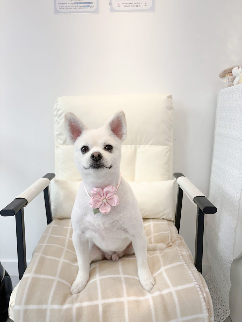 강아지 클리핑 미용: 여름맞이 털 관리와 비용 안내 — 사진 3