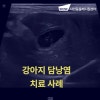 강아지 담낭염 치료, 송파 샤인동물메디컬센터에서 정확하게