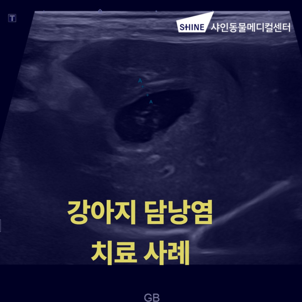 강아지 담낭염 치료, 송파 샤인동물메디컬센터에서 정확하게